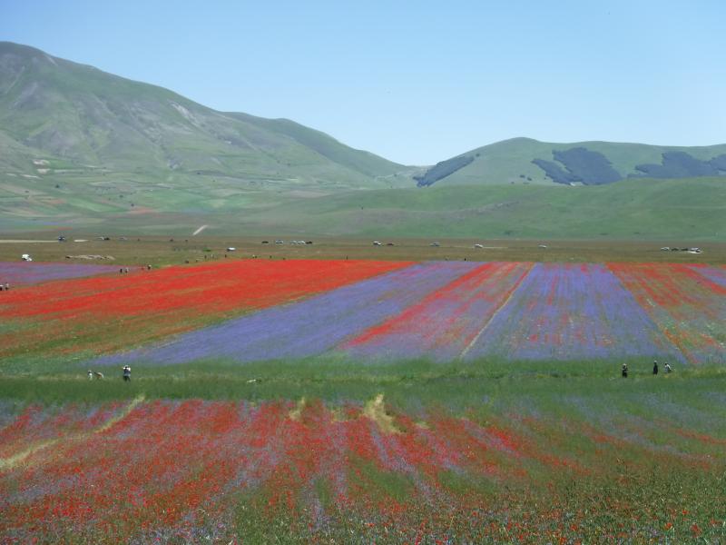 fioritura a Castelluccio di Norcia