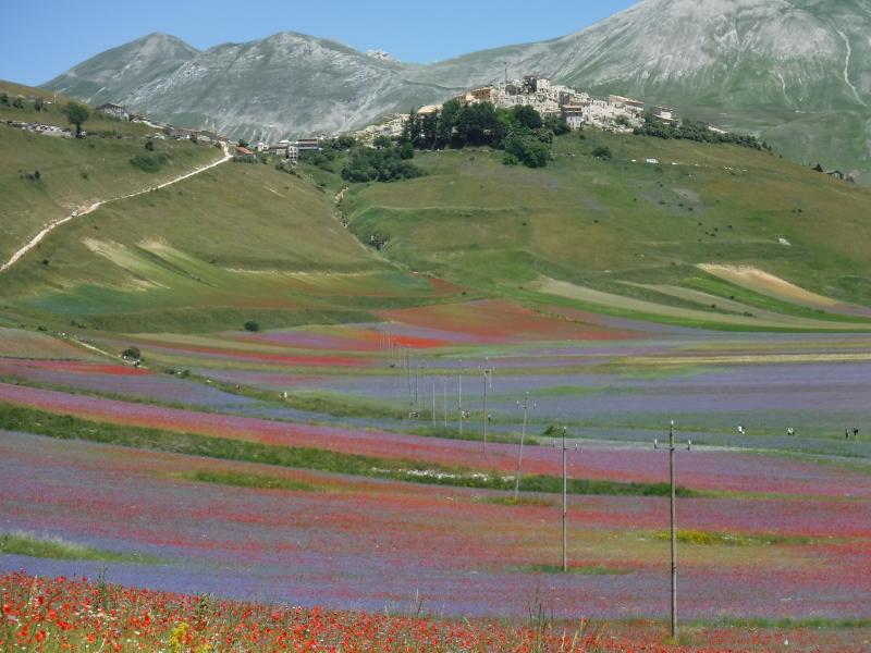 fioritura a Castelluccio di Norcia