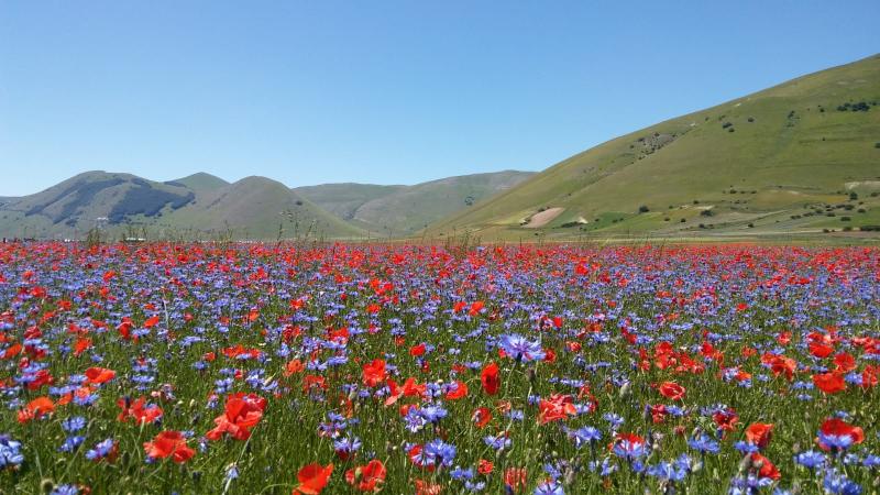 fioritura a Castelluccio di Norcia