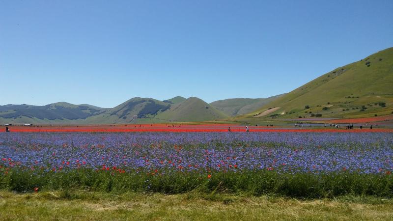 fioritura a Castelluccio di Norcia